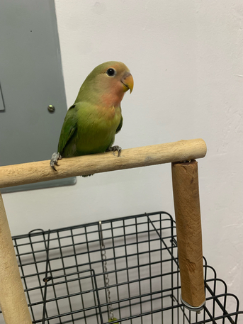 Jubail, Pet Supplies, SAR 70,  Love Bird Parrot