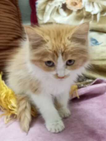Al Malaz, Pet Supplies, SAR 200,  2 Months Old Persian Kitten