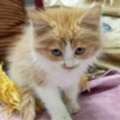 SAR 200,  2 Months Old Persian Kitten