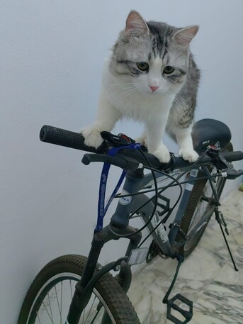 Jeddah, Pet Adoption, Pet Adoption