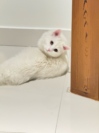 Riyadh, Free Items, Free Cat Available For Adoption