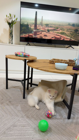 Riyadh, Free Items, Free Cat Available For Adoption