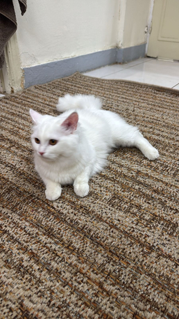 Riyadh, Free Items, Free Cat Available For Adoption