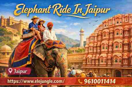 Jaipur, Travel, Elephant Ride In Jaipur