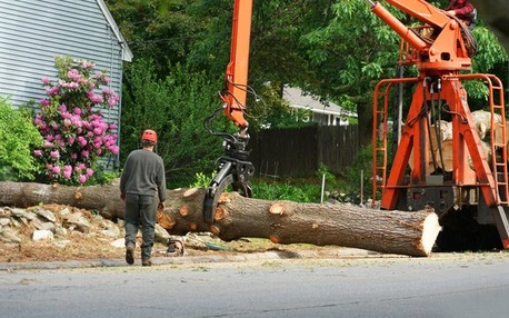 New York, Business, Need Fast Tree Removal In Hilo? Call Arborist Services