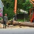 Need Fast Tree Removal In Hilo? Call Arborist Services