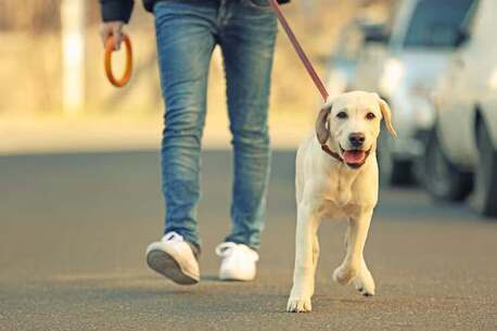 Chandigarh, Pet Sitting, Dog Walking Services In Chandigarh