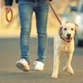 Dog Walking Services In Chandigarh