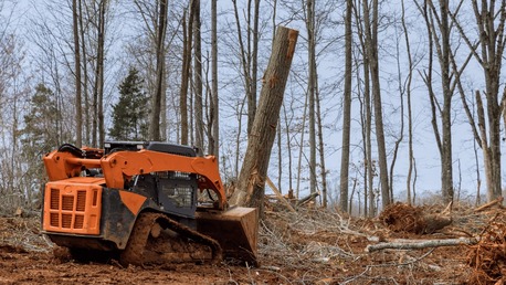 New York, Business, Best Forestry Clearing Services In Hilo By Arborist Services