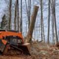 Best Forestry Clearing Services In Hilo By Arborist Services