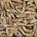 Cumin Seeds Suppliers In India