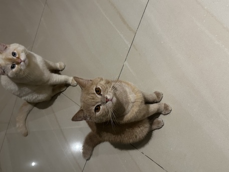 Sharjah, Pet Supplies, AED 5000,  British Short Hair Cats For Urgent Sale (negotiable Price)