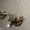 AED 5000,  British Short Hair Cats For Urgent Sale (negotiable Price)