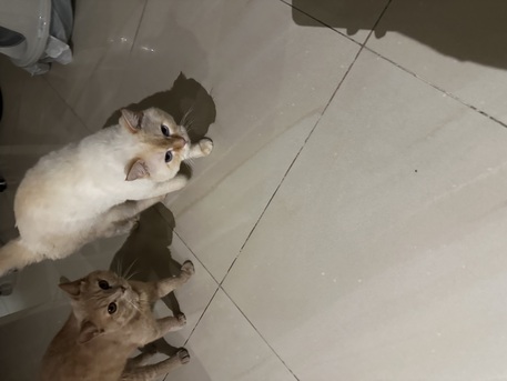 Sharjah, Pet Supplies, AED 5000,  British Short Hair Cats For Urgent Sale (negotiable Price)