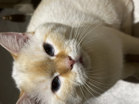 Sharjah, Pet Supplies, AED 5000,  British Short Hair Cats For Urgent Sale (negotiable Price)