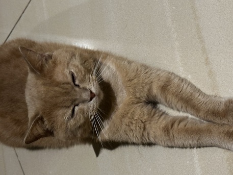 Sharjah, Pet Supplies, AED 5000,  British Short Hair Cats For Urgent Sale (negotiable Price)