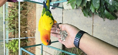 Sanabis, Daycare, Babysitting Available Near Sanabis( Kerala Family)