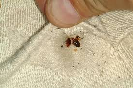 Dubai, Pest Control, Need Effective Bed Bug Pest Control Dubai&mdash;Can Eco Guardians Help?