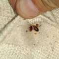 Need Effective Bed Bug Pest Control Dubai&mdash;Can Eco Guardians Help?