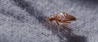 Dubai, Pest Control, Who Delivers The Best Bed Bugs Treatment Dubai&mdash;Is It Eco Guardians?