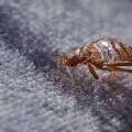 Who Delivers The Best Bed Bugs Treatment Dubai&mdash;Is It Eco Guardians?