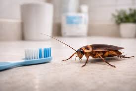 Dubai, Pest Control, Looking For A Cockroach Exterminator Dubai&mdash;Should You Choose Eco Guardians?