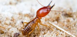 Dubai, Pest Control, Is Eco Guardians The Trusted Expert For Termite Control Dubai Today?