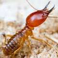 Is Eco Guardians The Trusted Expert For Termite Control Dubai Today?