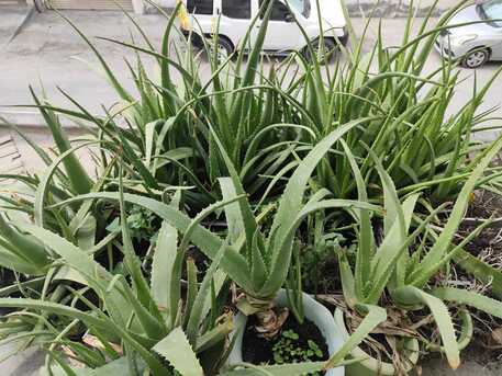 Sanad, Health & Beauty Items, BHD 2,  Aloe Vera Leaves 39152222