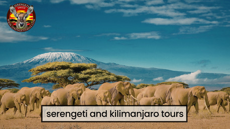 Dar es Salaam, Travel, Top Tanzania Safari Companies For Unforgettable Wildlife Adventures