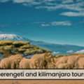 Top Tanzania Safari Companies For Unforgettable Wildlife Adventures