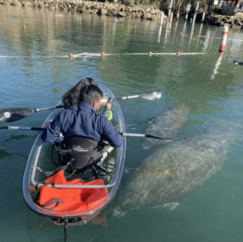 Los Angeles, Travel, Book Three Sisters Springs Manatee Tours Now