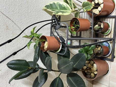 Al Khobar Al Shamalia, Household Items, SAR 100,  Healthy Plants