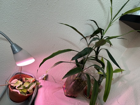 Al Khobar Al Shamalia, Household Items, SAR 100,  Healthy Plants