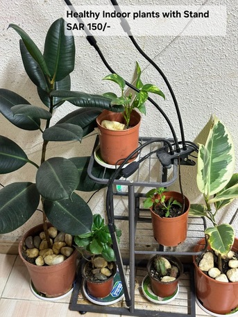Al Khobar Al Shamalia, Household Items, SAR 200,  Healthy Plants