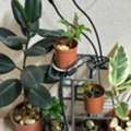 SAR 200,  Healthy Plants
