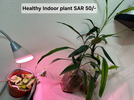 Al Khobar Al Shamalia, Household Items, SAR 200,  Healthy Plants