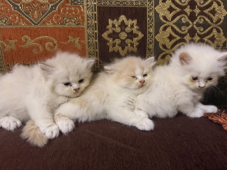 Jeddah, Pet Supplies, SAR 200,  Purebred Kittens For Sale