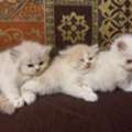SAR 200,  Purebred Kittens For Sale