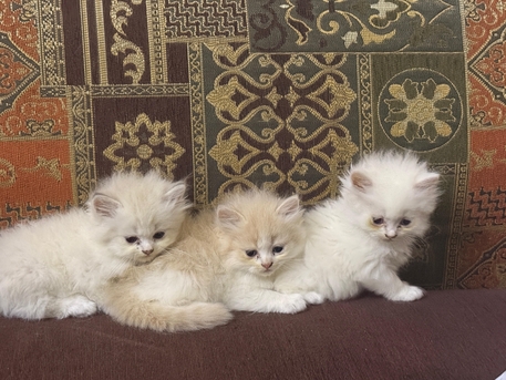 Jeddah, Pet Supplies, SAR 200,  Purebred Kittens For Sale