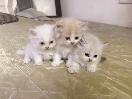 Jeddah, Pet Supplies, SAR 200,  Purebred Kittens For Sale