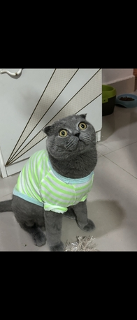 Riyadh, General, SCOTTISH FOLD CAT AVAILABLE FOR ADOPTION