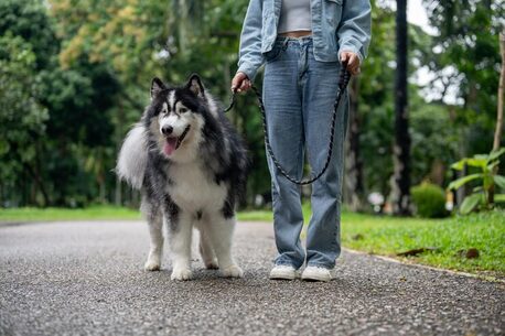 Punjab, Pet Sitting, Dog Walking Services In Amritsar