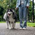 Dog Walking Services In Amritsar