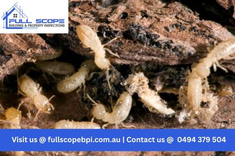 Melbourne, Business, Book Reliable Building And Pest Inspection Services Today