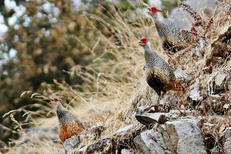 Mumbai, Travel, Pangot Birdwatching Trip | Nainital Forest Bird Trail