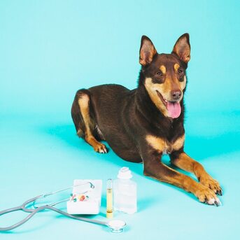 New York, Health, Pet Blood Builder Medications In Tacoma For Safe Recovery And Improved Animal Health Suppo
