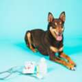 Pet Blood Builder Medications In Tacoma For Safe Recovery And Improved Animal Health Suppo