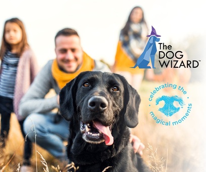 Houston, Business, The Dog Wizard - Dog & Puppy Obedience Training Highlands Ranch