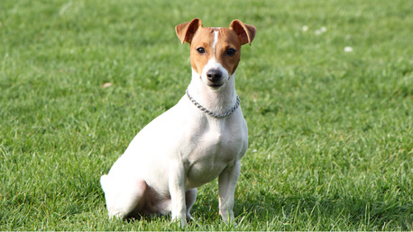 Gurgaon, Pet Sitting, Pet Boarding In Sector 37 Gurgaon For Short & Long Stays